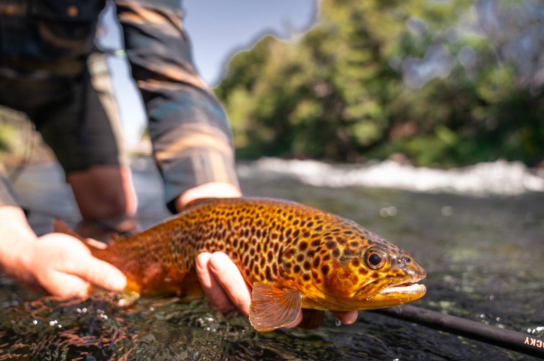 Patagonia Fishing  How to fish trout in Patagonia ?