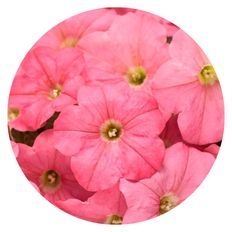 Photo of Supertunia® Bermuda Beach® Petunia