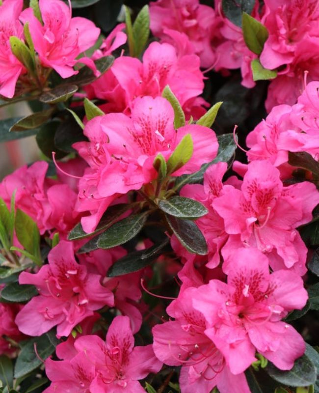 Photo of Perfecto Mundo® Double Dark Pink Reblooming Azalea