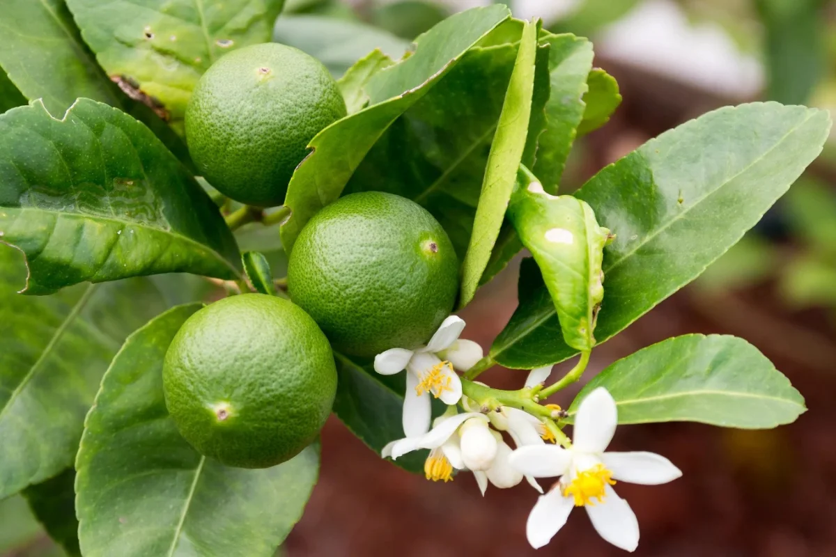 Green limes growing on a citrus tree with white blossoms and healthy foliage, showcasing compact fruit trees ideal for edible gardens and warm climates.