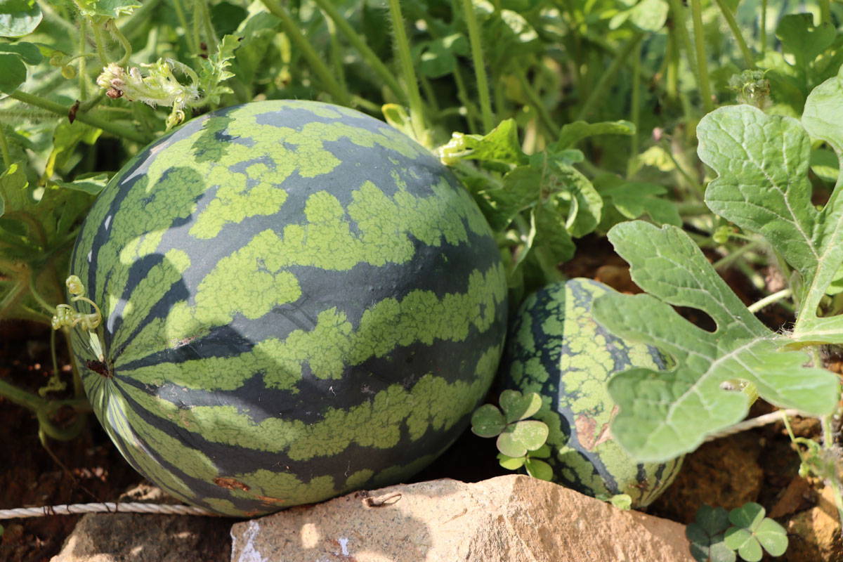 Watermelon growing on the vine in a garden