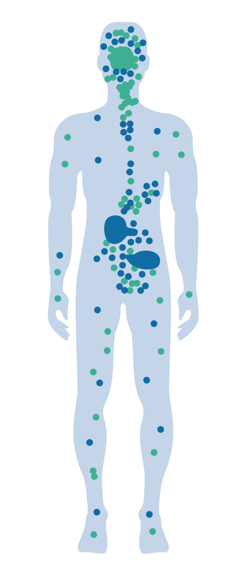 Outline of a human showing the CB receptors in the body.