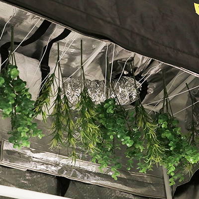 Hanging harvested plants in a grow tent is perfect for drying and curing yields.