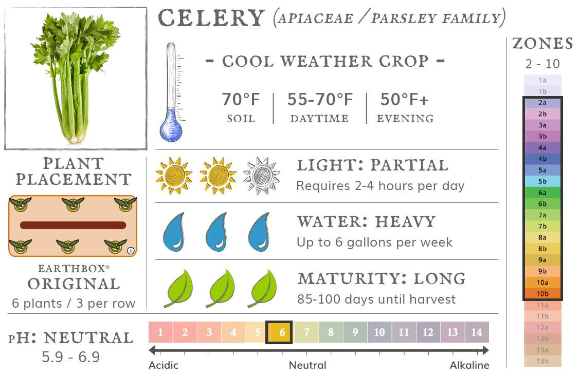 Celery is a cool weather crop best grown in zones 2 to 10. They require 2-4 hours sun per day, up to 6 gallons of water per week, and take 85-100 days until harvest. Place 6 plants, 3 per row, in an EarthBox Original