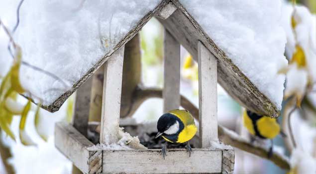 Bird Care