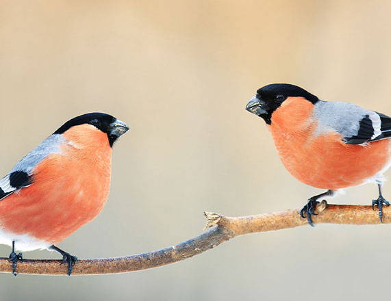 Bullfinches perched on tree branch