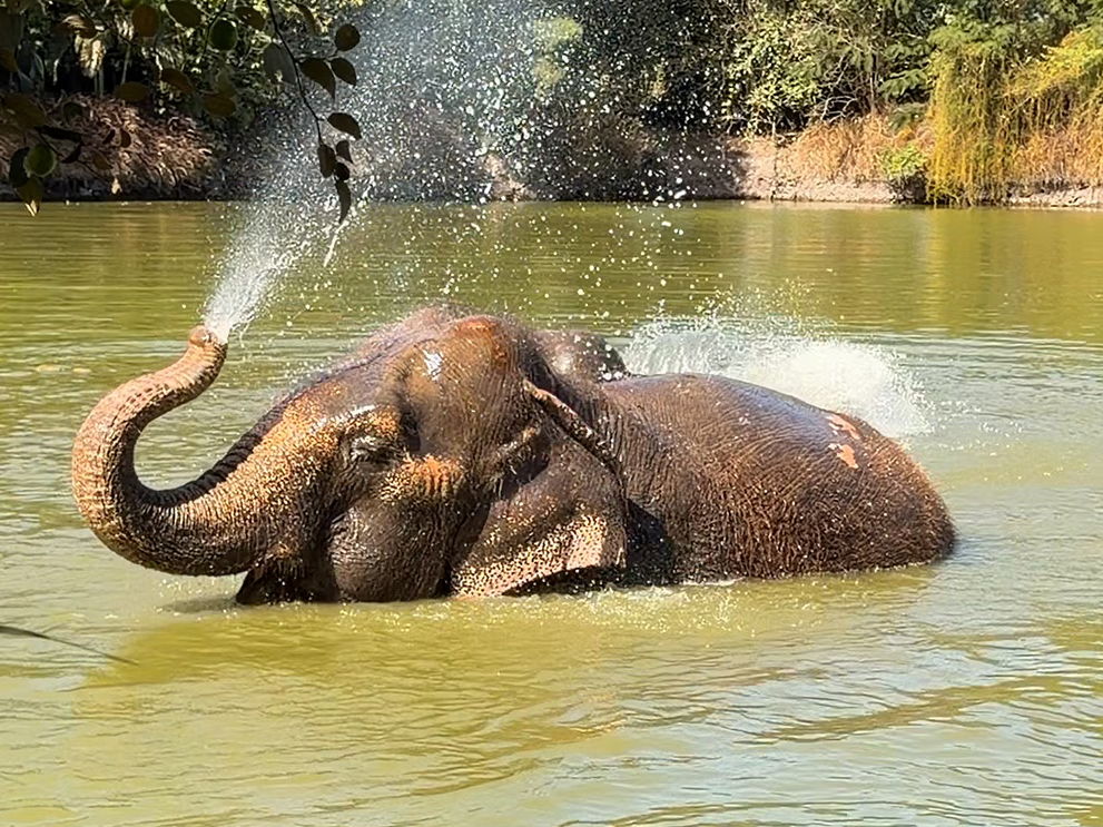 Asian Elephant