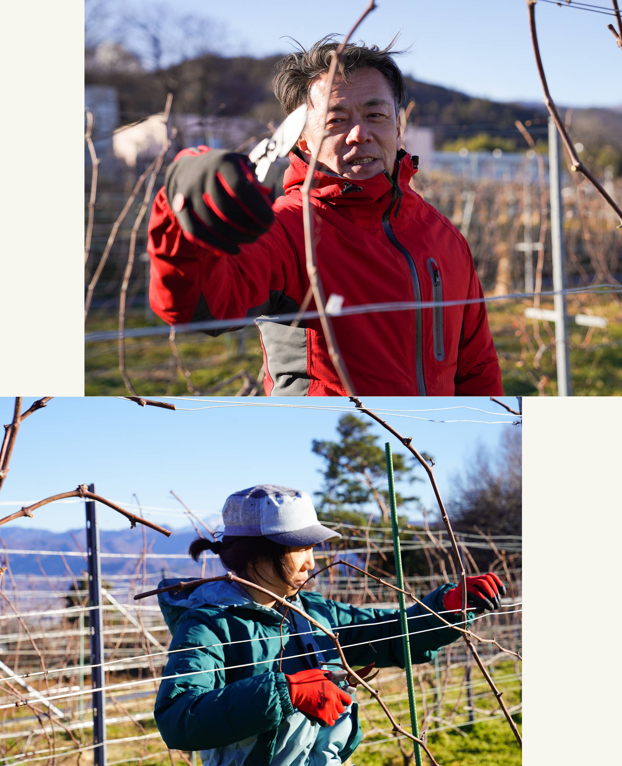 富士山を臨む、美しく神々しいブドウ畑。丁寧な剪定作業が、最高に美味しい果実を生み出す。