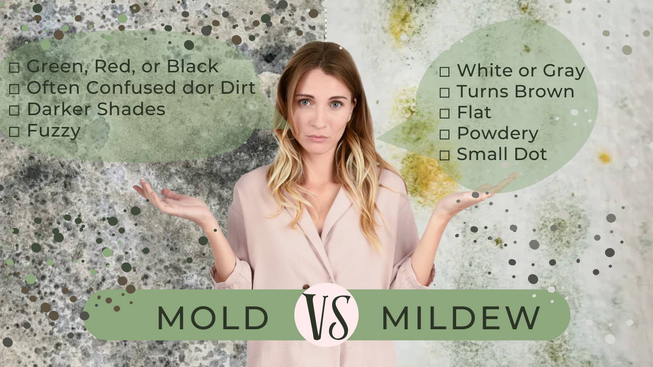 WHAT’S THE DIFFERENCE BETWEEN MOLD AND MILDEW?