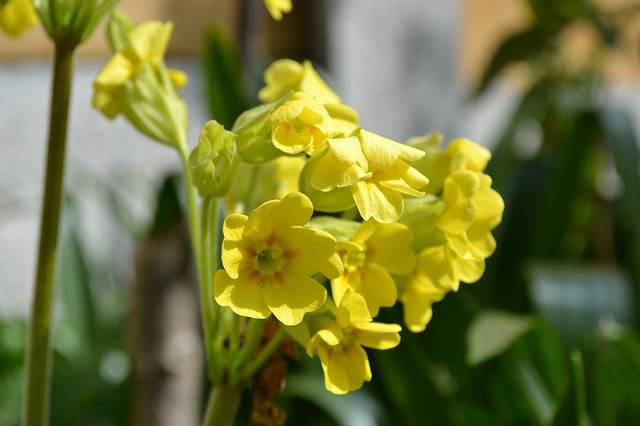 Oxlip