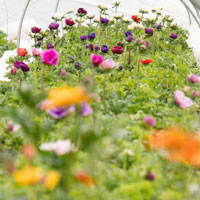 Wildflowers growing in a greenhouse