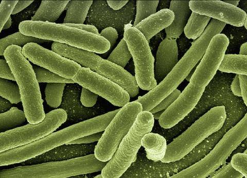 Bacteria within the gut microbiome