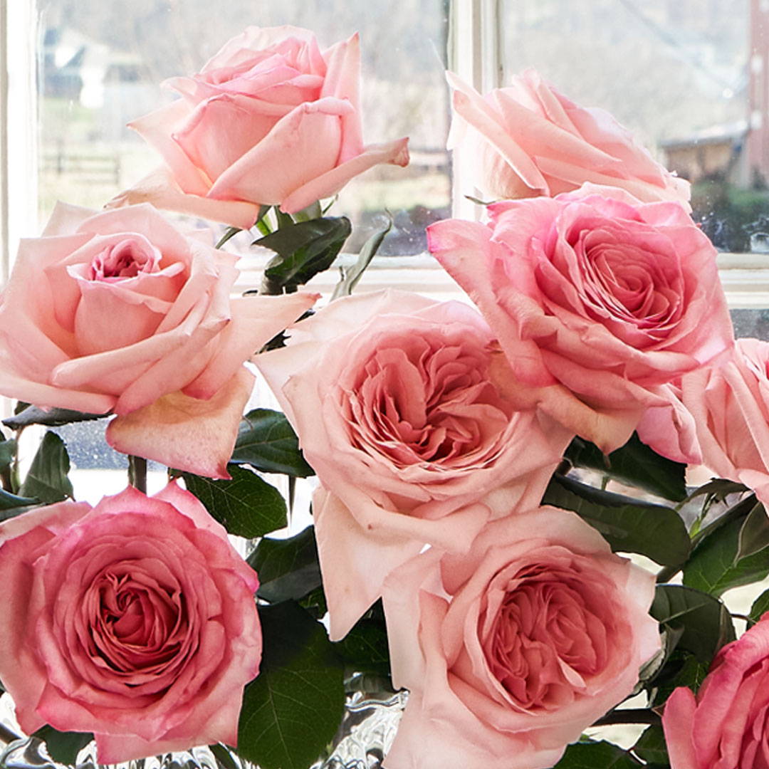 pink garden roses
