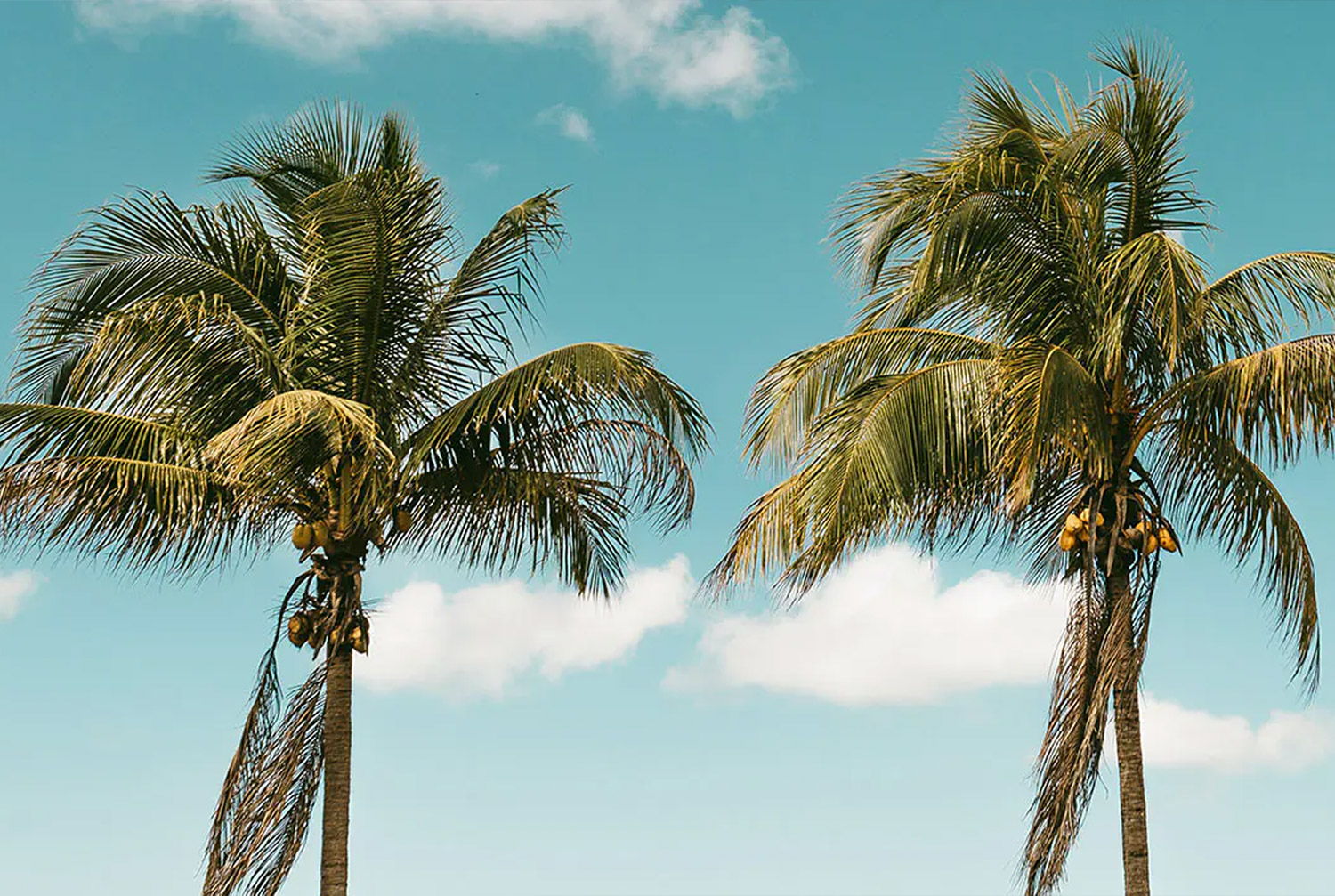 Two palm trees against a clear blue sky with clouds.