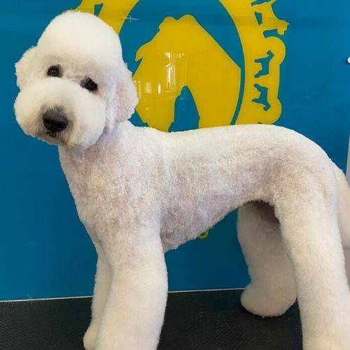 Nora The Labradoodle Bone Idol Dog Grooming Brighton, Nora Nose Best Cold Pressed dog food, Bst Dog Food, Healthy Dog Food