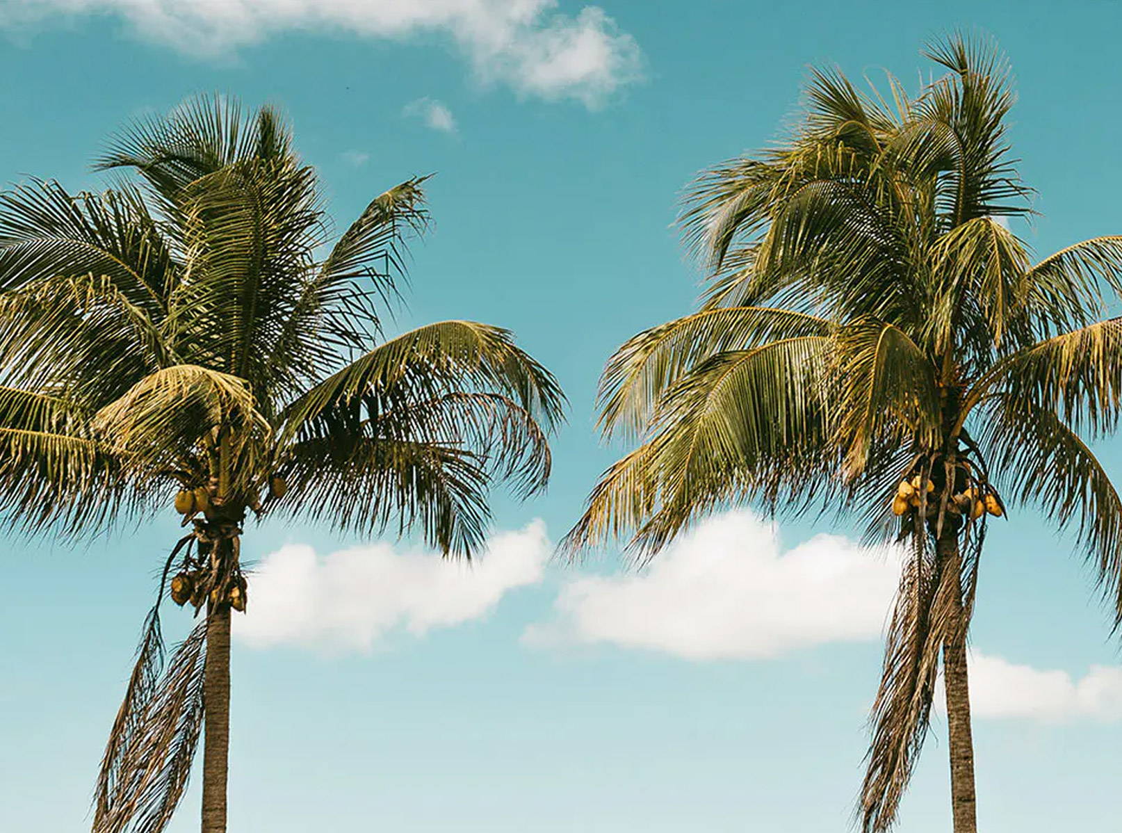 Two palm trees against a bright blue sky with clouds.
