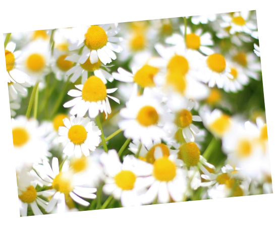 Chamomile Flower- Babo Botanicals