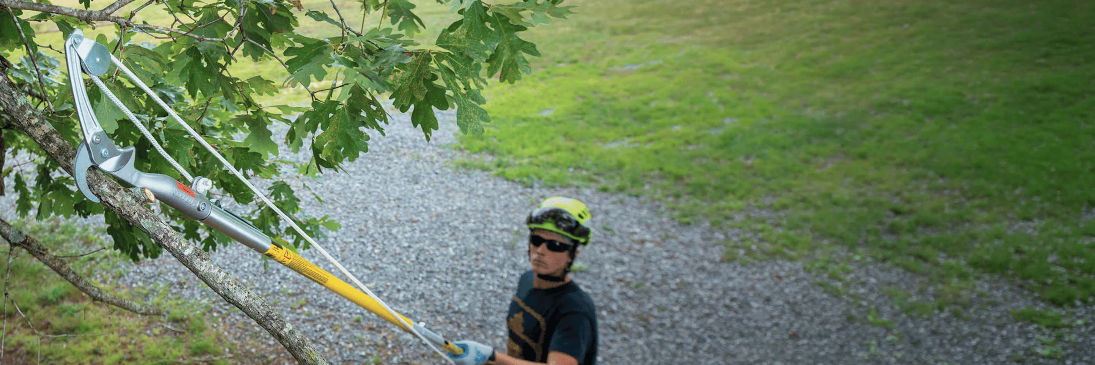 Person pruning a tree with tools in a grassy area.