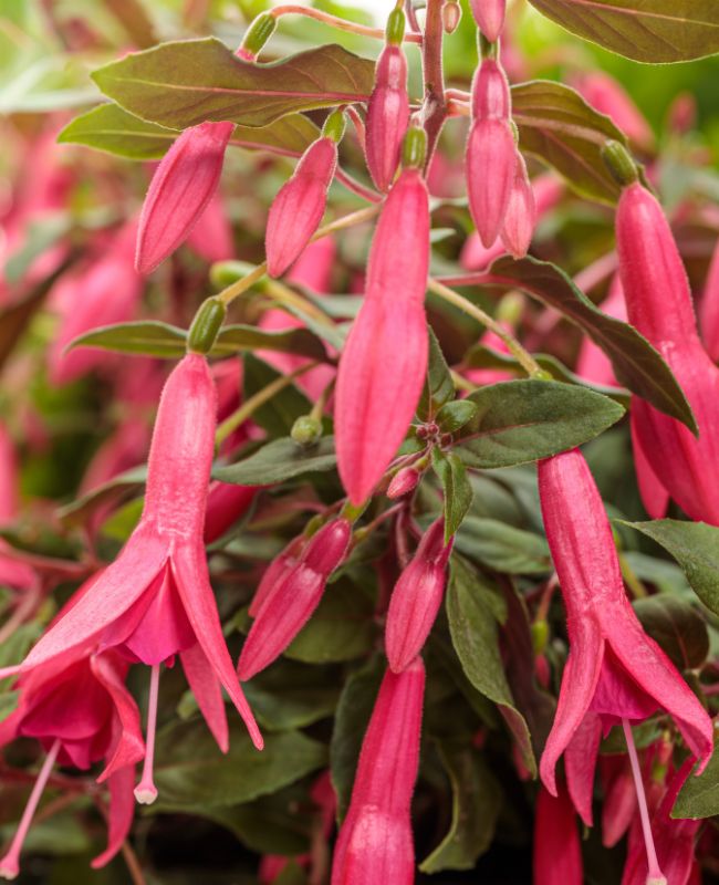 Photo of Sun Pendants™ Hot Pink 