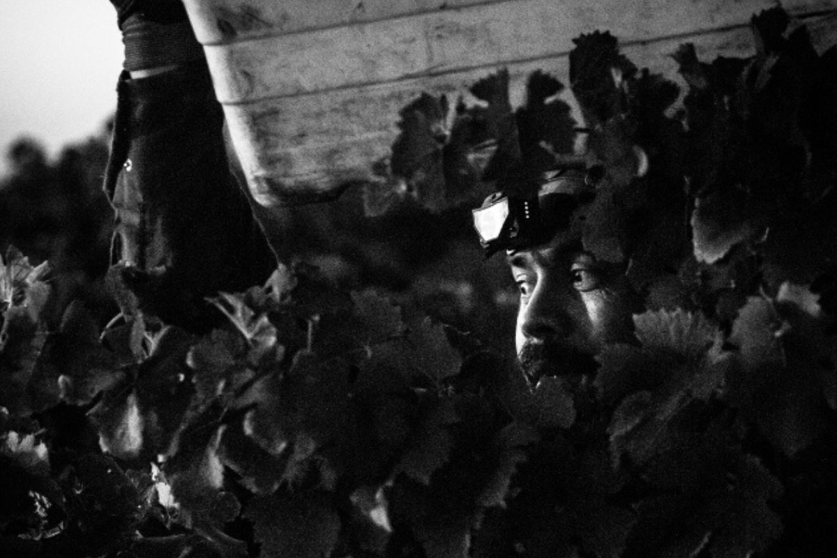 Man working among grapevines, captured in black and white.