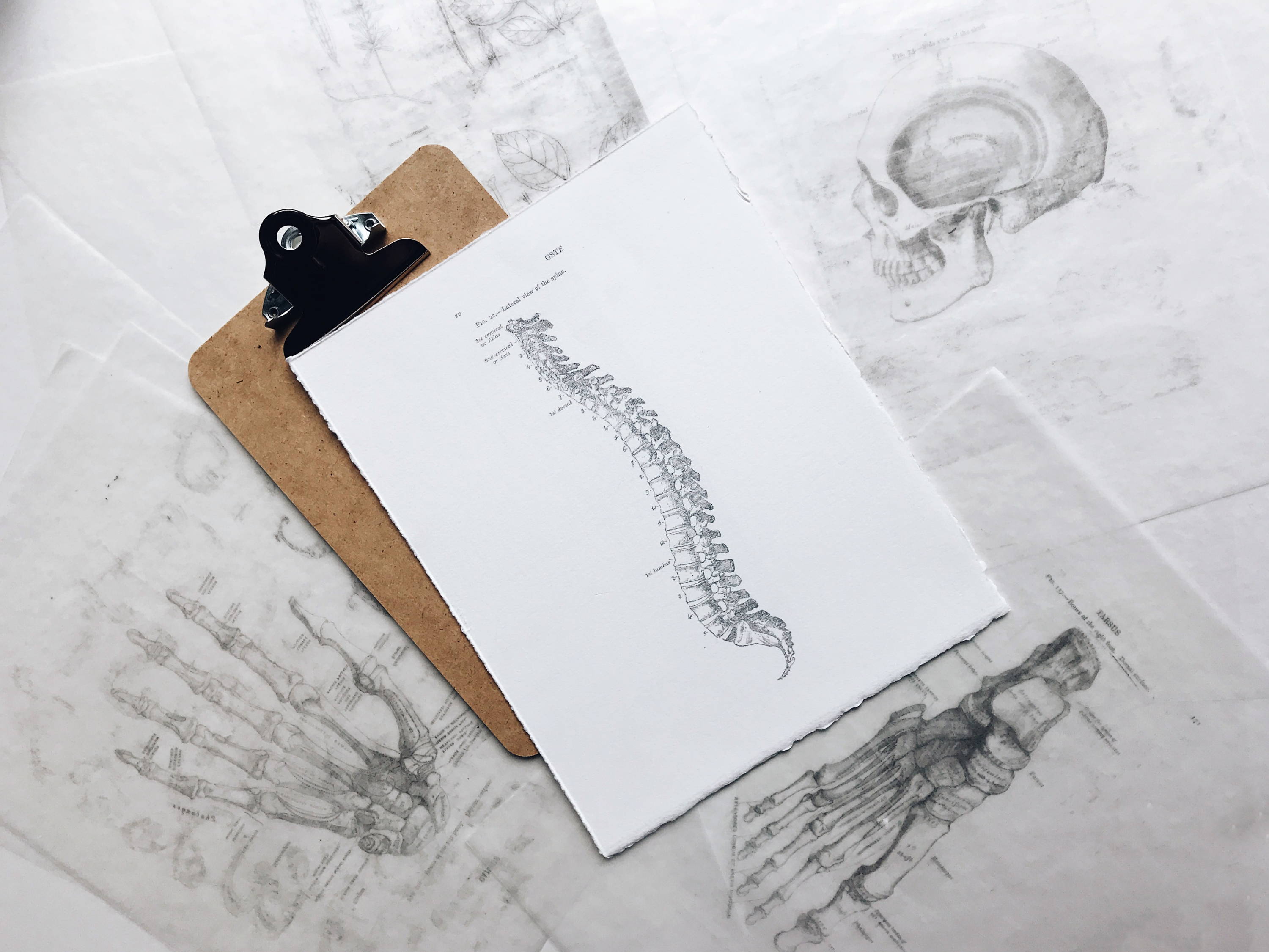 Anatomy of the Spine l The Community Hub l Mukha Yoga