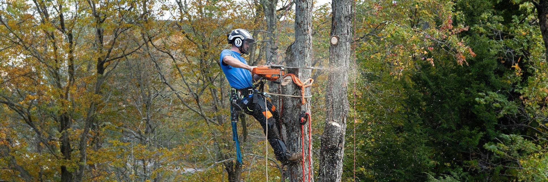 Arborist in tree trimming