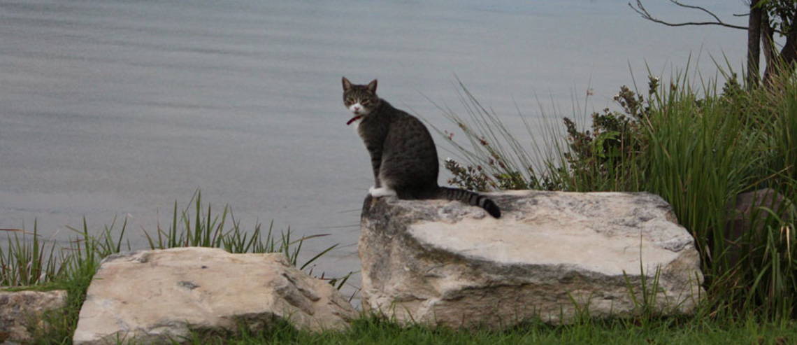 A cat sitting on a rock overlooking some water