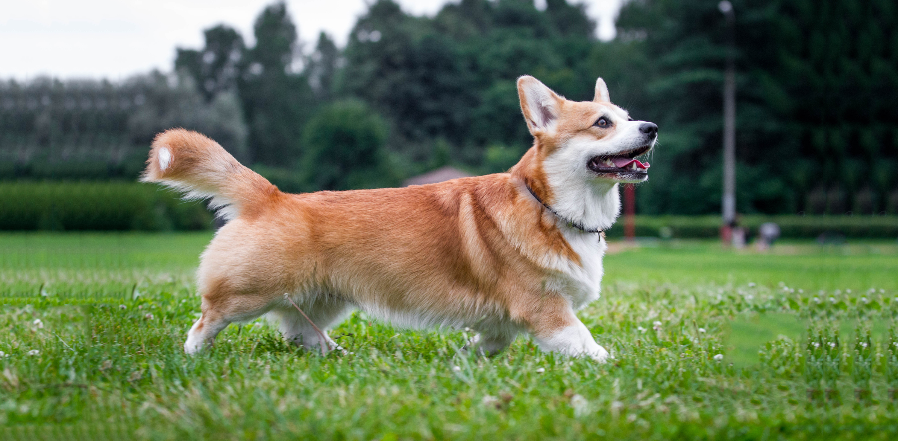Pembroke Welsh Corgi Facts: 8 Things to Know About This Herding Breed