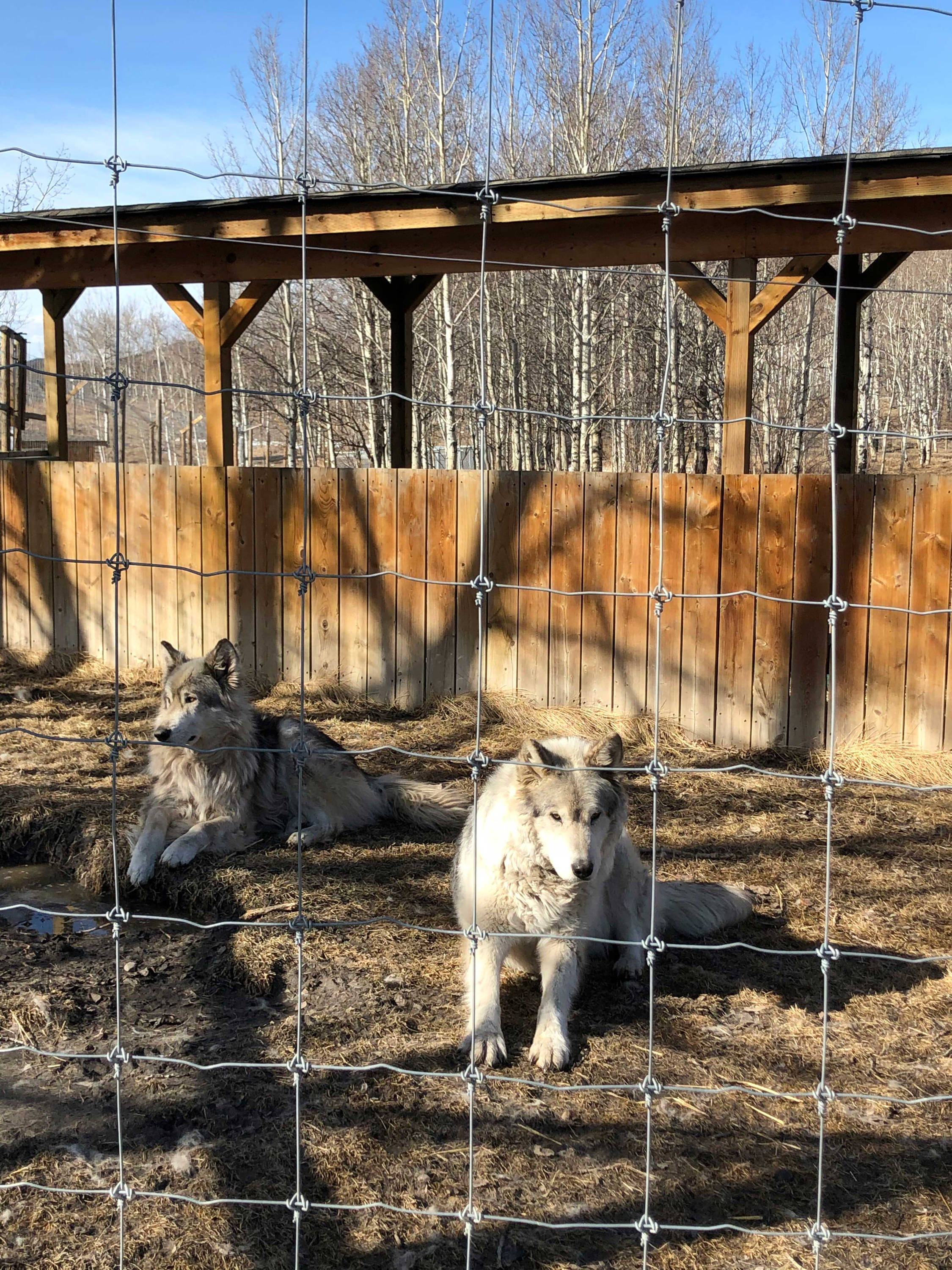 Two wolfdogs at the Yamnuska Wolfdog Sanctuary