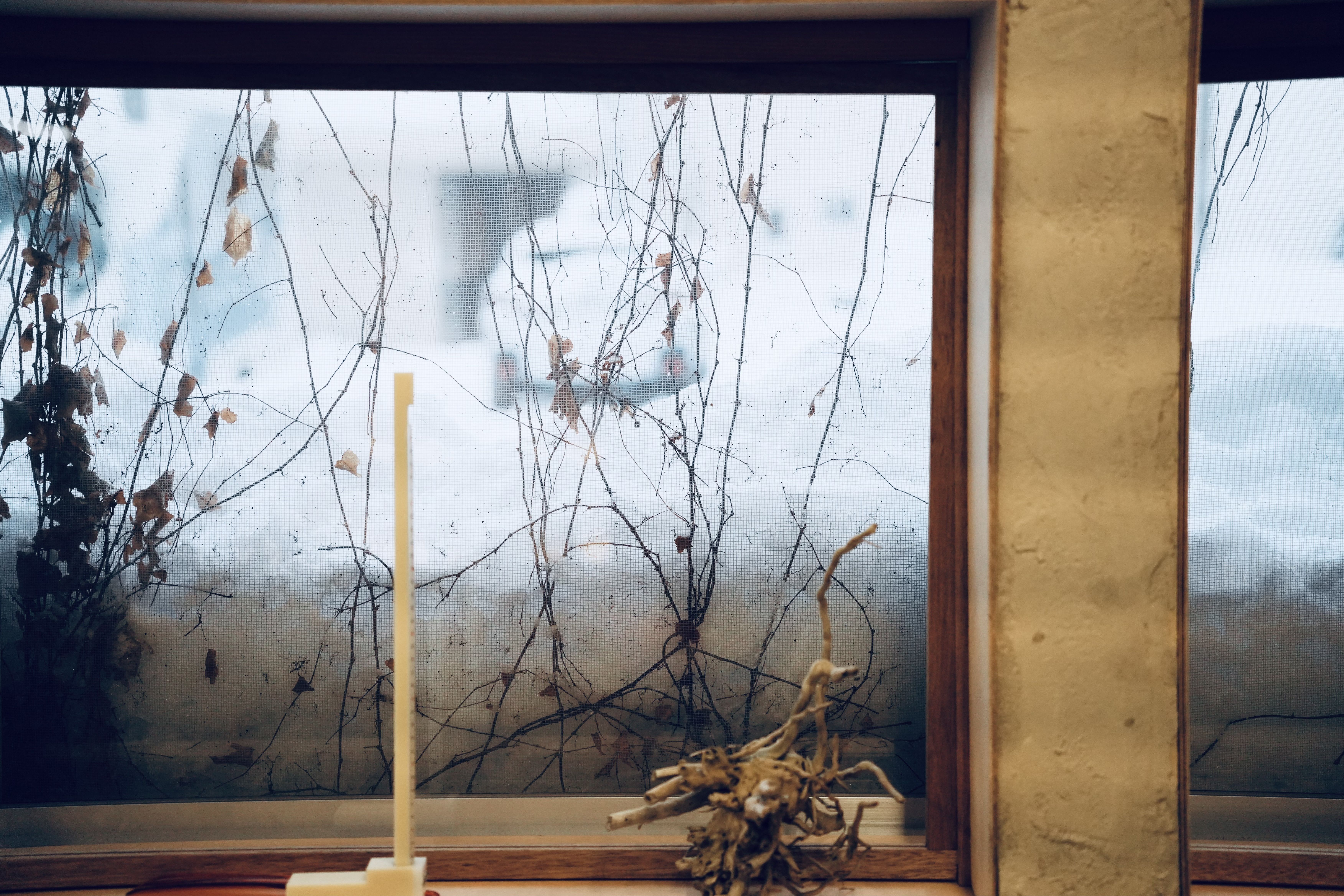A foggy window with vines and a candle on the sill.