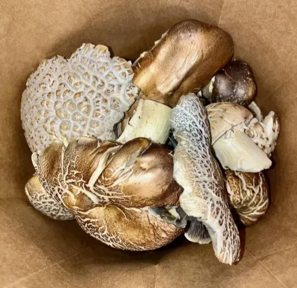 Mushrooms used within 3-5 days should be stored in a brown paper bag