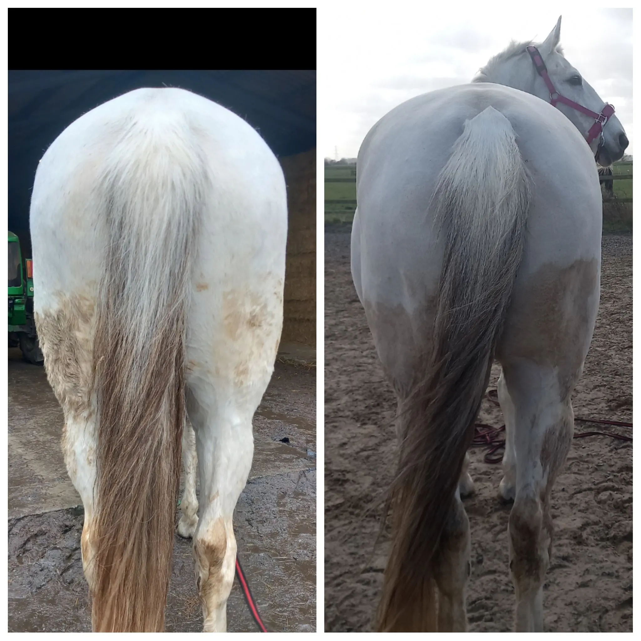 Comparison of a horse's hind end before and after using HERCULES