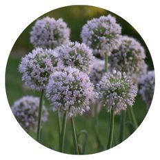 Photo of 'Bobblehead' Ornamental Onion