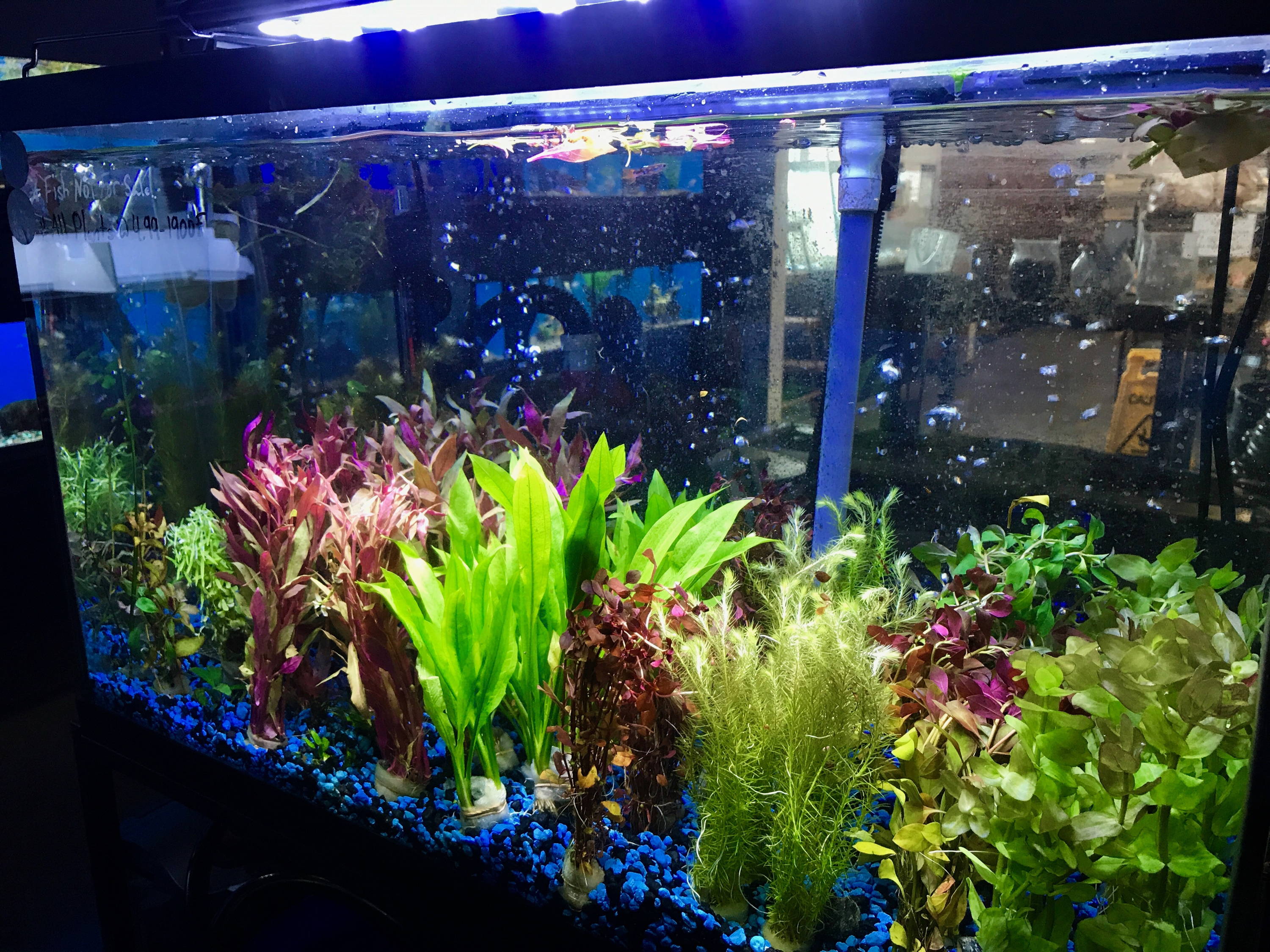Vijandig heet Frons Wholesale Aquarium Plants For Sale – DustinsFishtanks