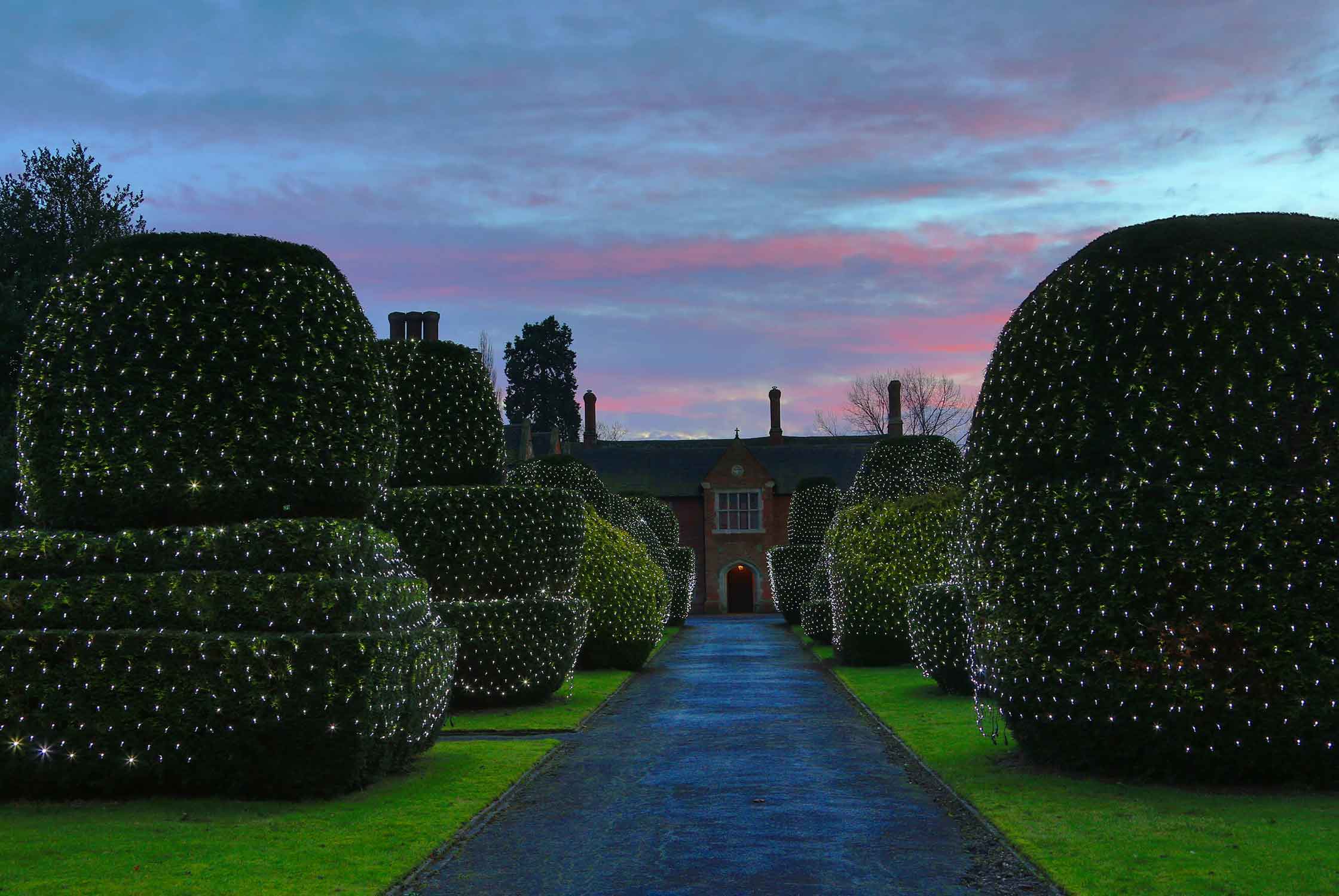 Pathway with net lights over all the shrubbery.