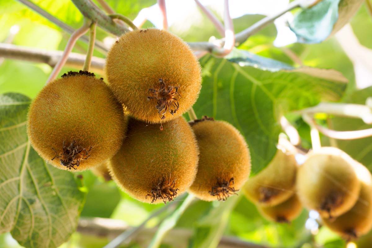 Kiwi fruit hanging on the vine overhead