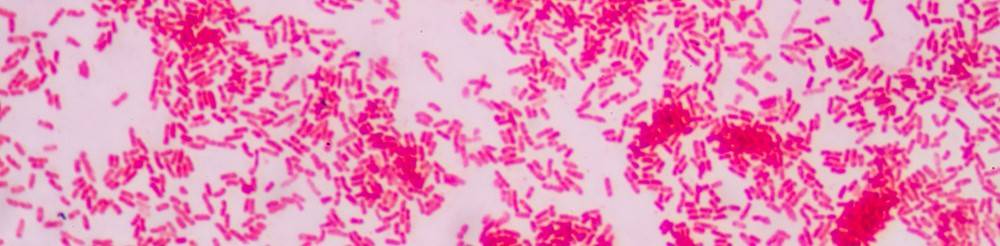 Gram Negative bacteria under the microscope