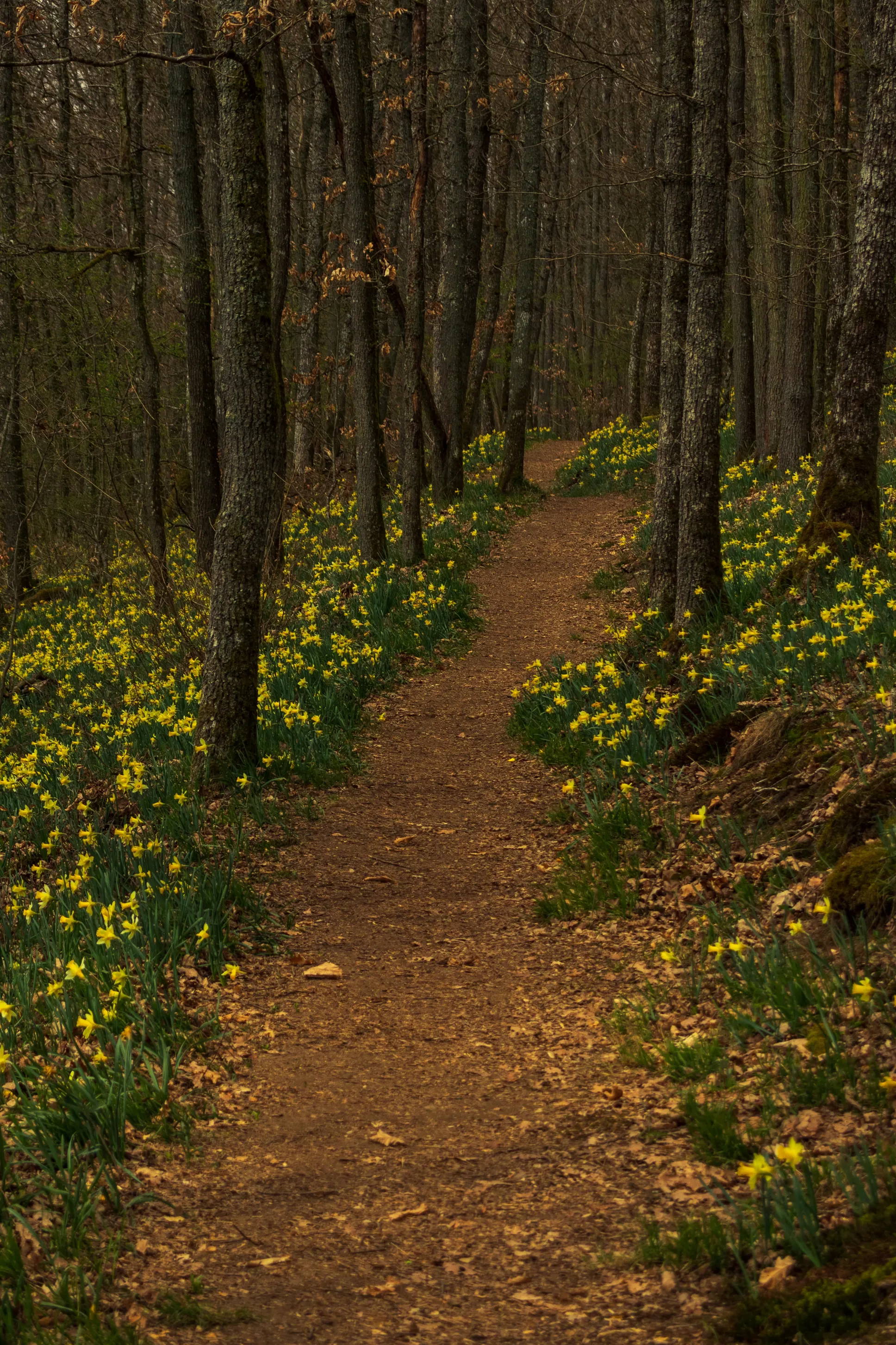 A path through a forest lined with daffodils