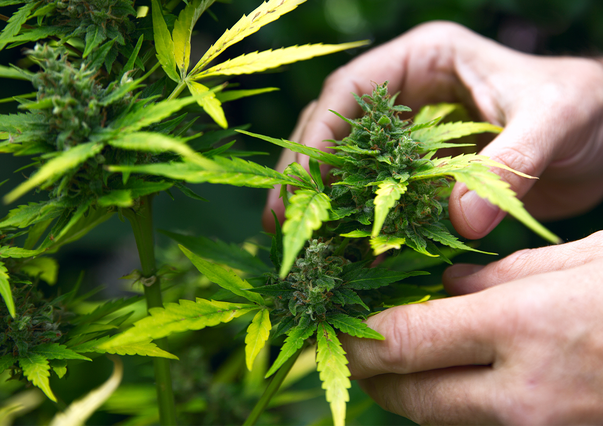 Hands inspecting and cannabis plant 