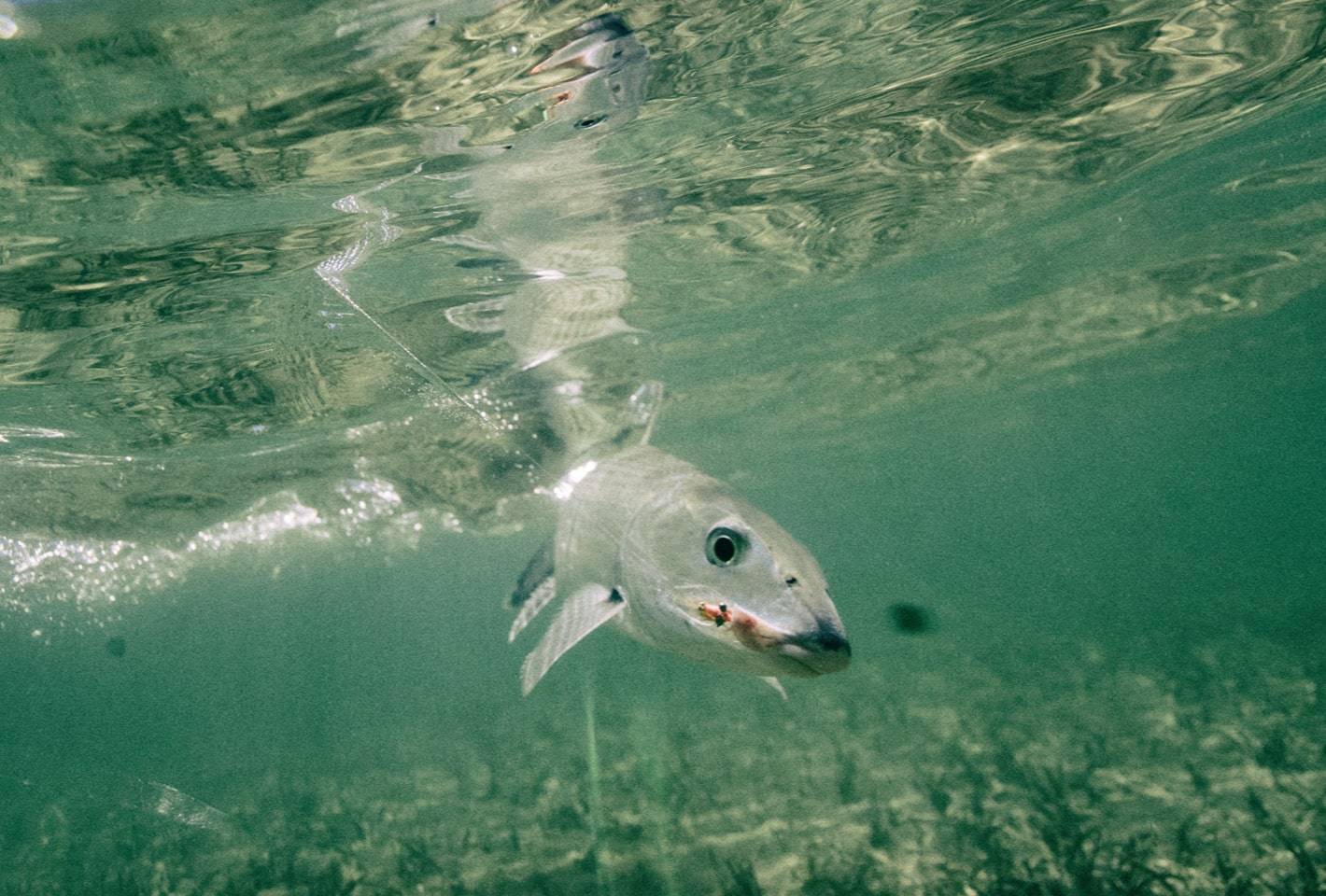 Bonefish hooked on the fly