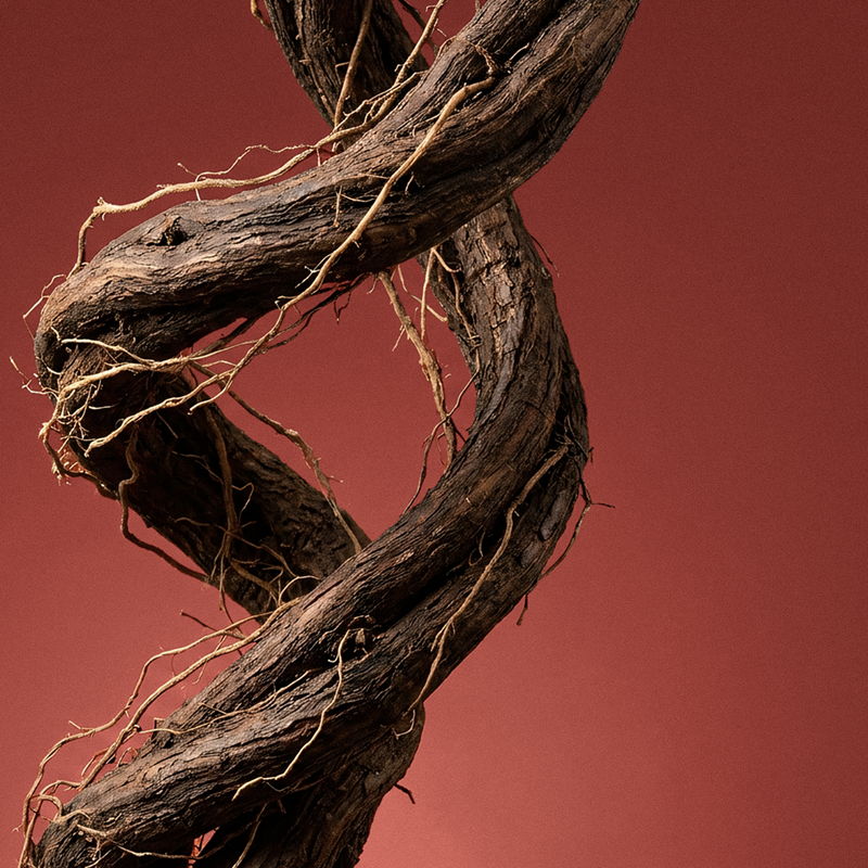 Twisted vine against a red background, showcasing intricate textures and shapes.