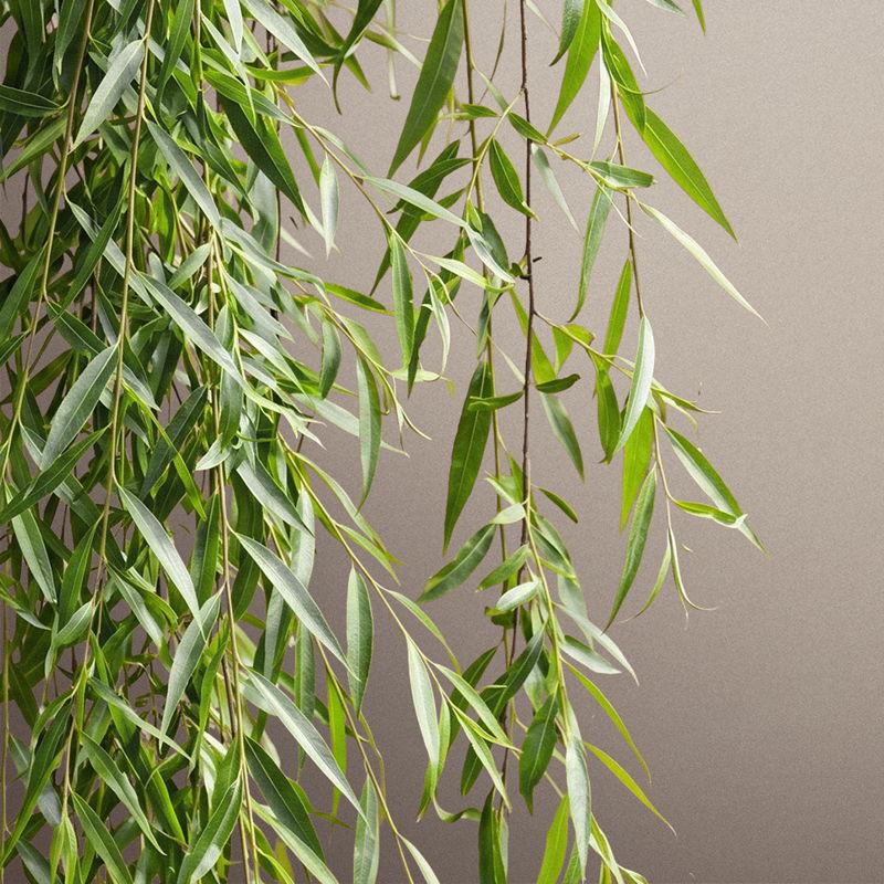 A close-up of long, green, hanging plant leaves against a neutral background.