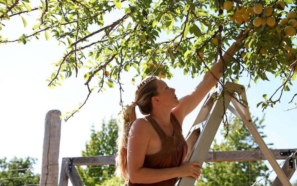 Audra Lawlor, Founder of Girl Meets Dirt, stands on ladder in an orchard and reaches to harvest fruit.