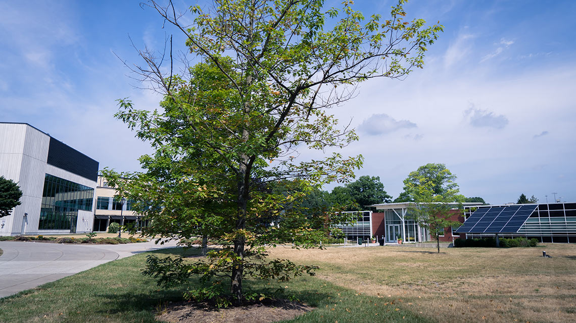 Drought Stressed Red Oak Leading to Secondary Pest Damage