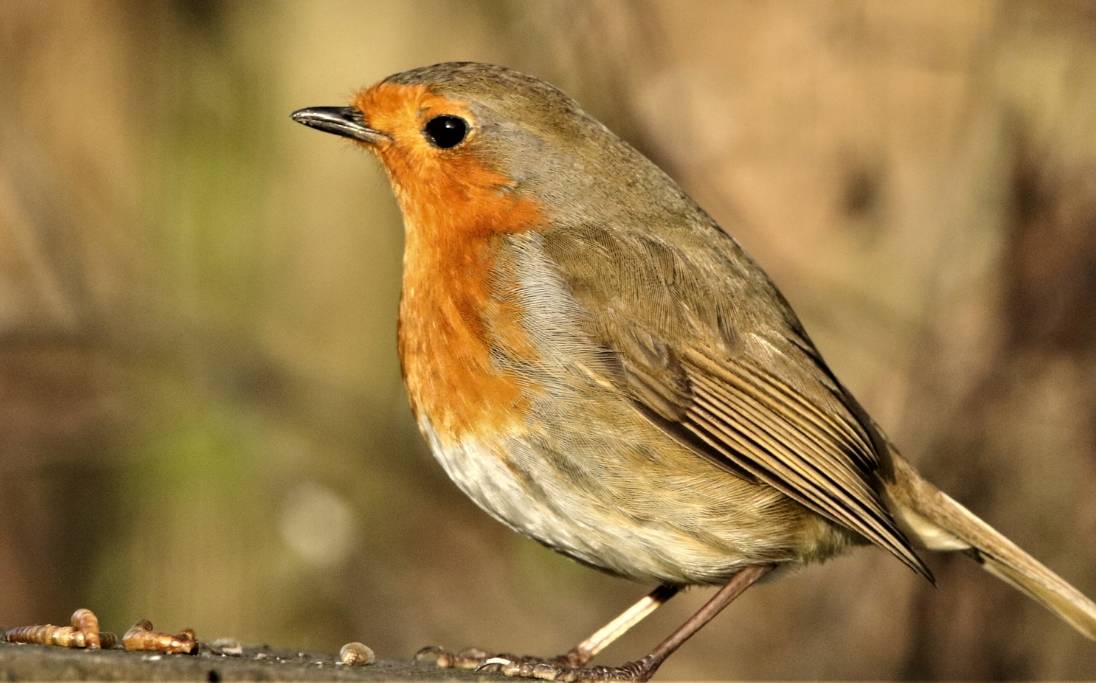 Robin with mealworms