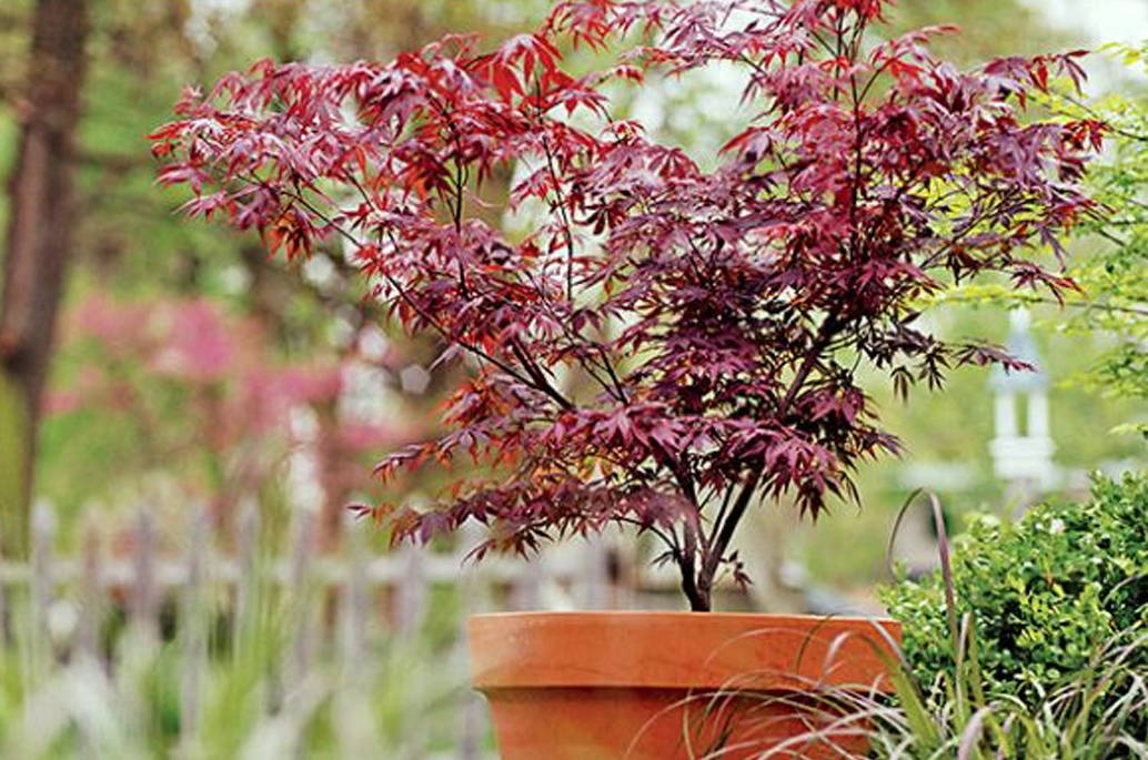 Growing Japanese Maples In Pots, Japanese Maple Container Garden
