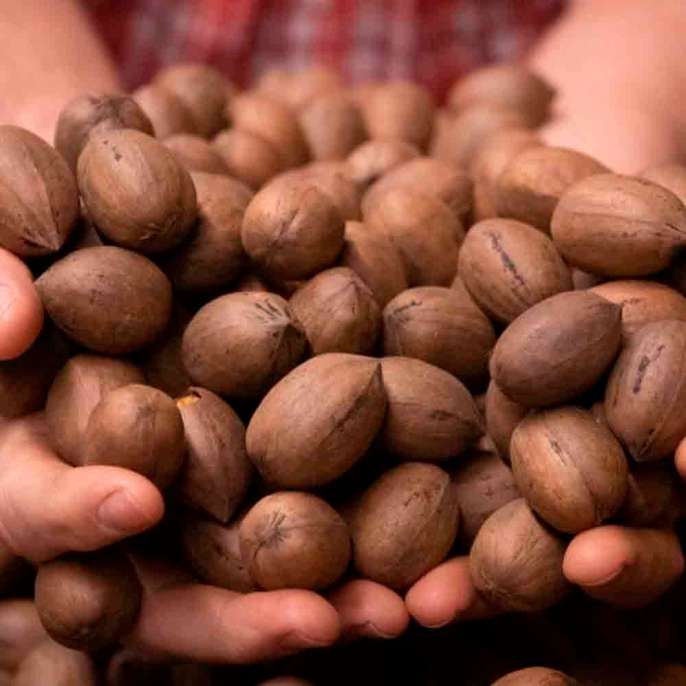 Pecans in the Shell