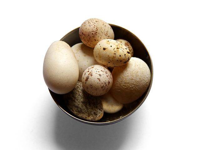 House sparrow eggs