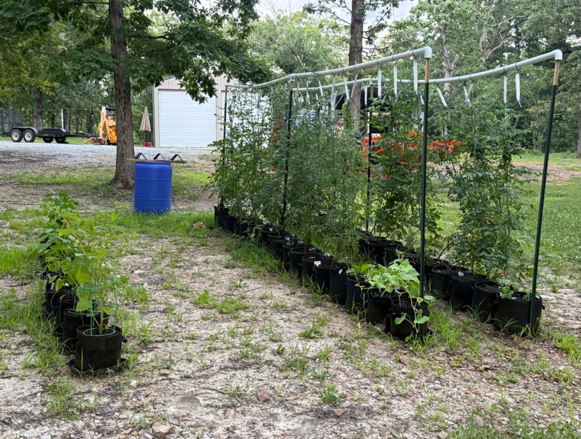 Potted plants arranged in a garden area with a blue barrel nearby.