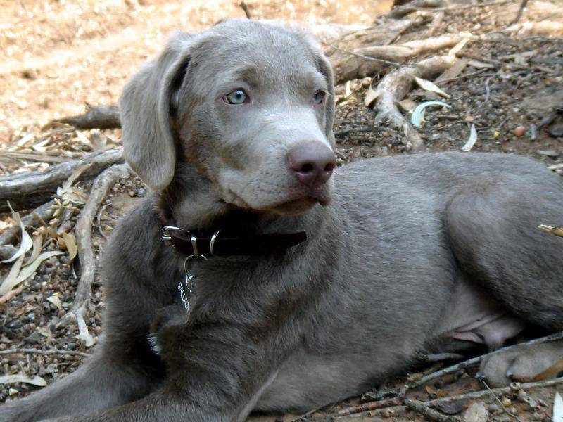 silver and chocolate lab mix
